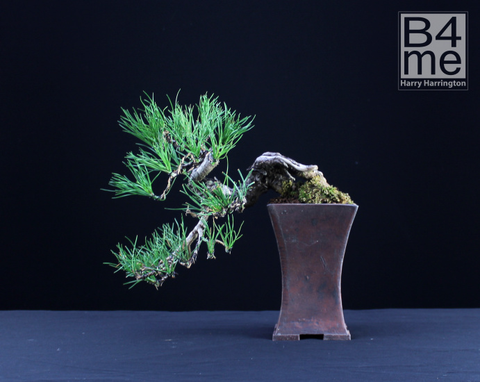 Scots pine bonsai